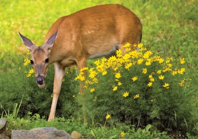 A Deer Proof Garden