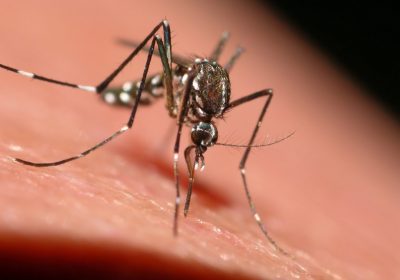 Keeping Mosquitoes Out of Your Yard